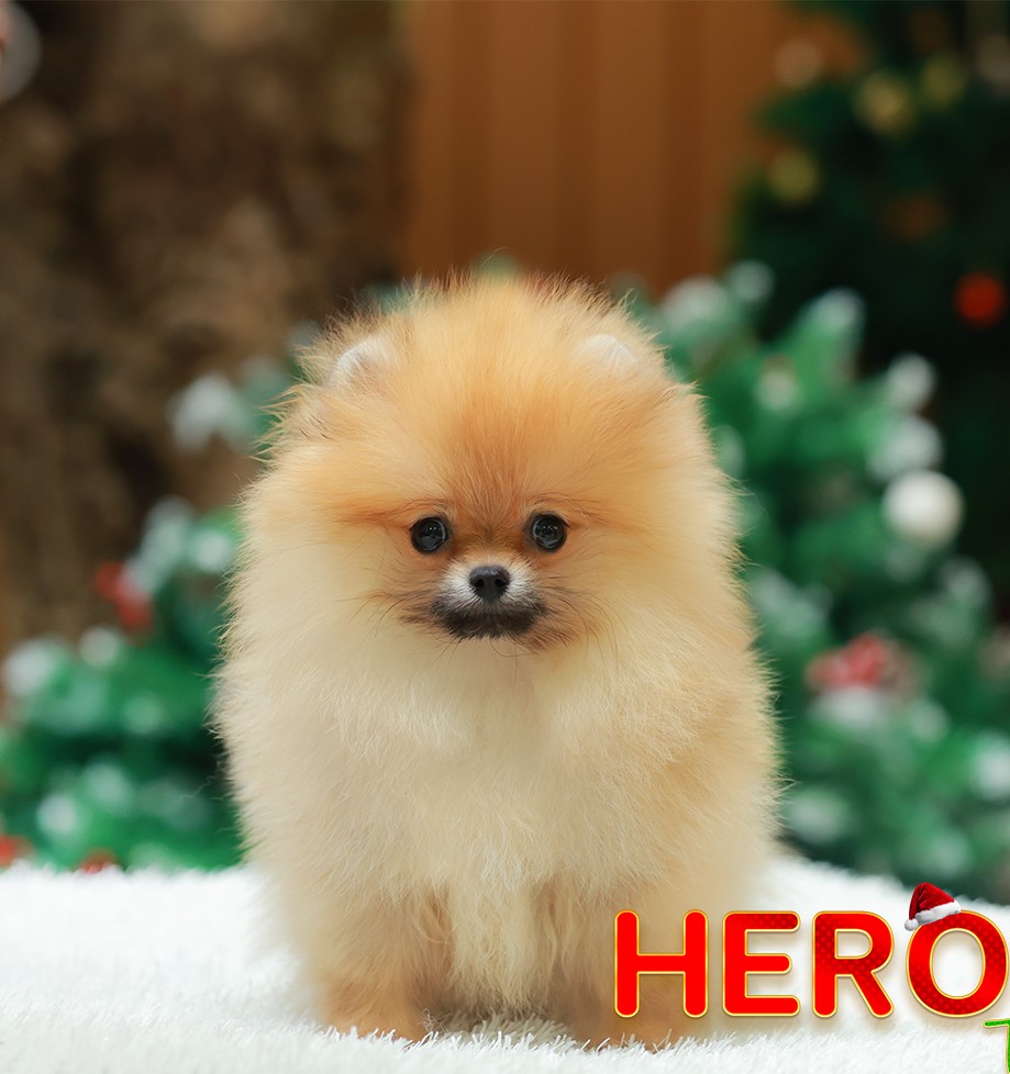 ปอมแท้ ปอมหน้าหมี HRF-10532 เพศหญิง สีส้ม อายุ 2 เดือน ขนแน่น ขาใหญ่ กินเก่ง หน้...