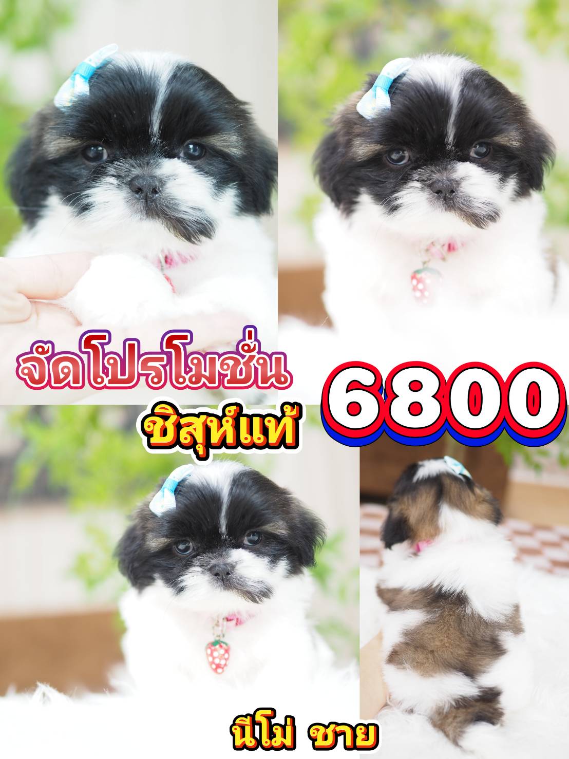 Shihtzu