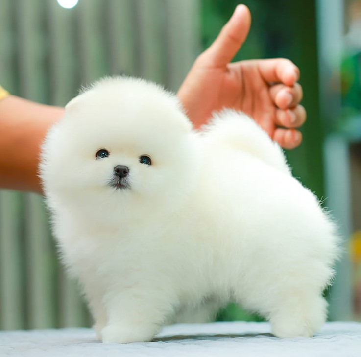 ปอมแท้ ปอมหน้าหมี HRM-89144 เพศชาย สีขาว อายุ 2 เดือน ขาสั้น ขนแน่น หน้าตาน่ารัก...