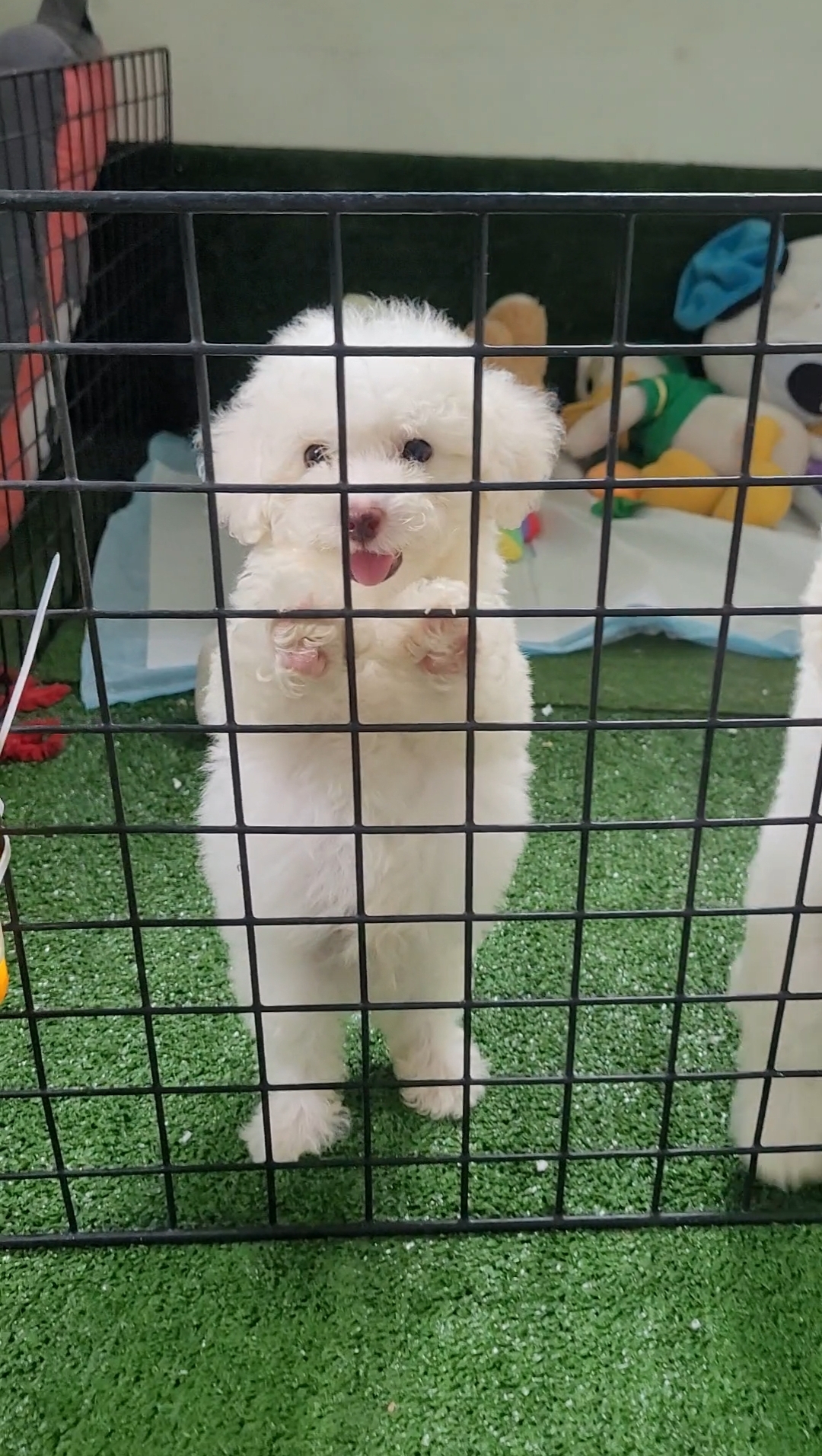 ราคานาที ลดสนั่น กระหน่ำสายฝน  poodletoy และไทนี่มีคัพ  เกรดคุณภาพ