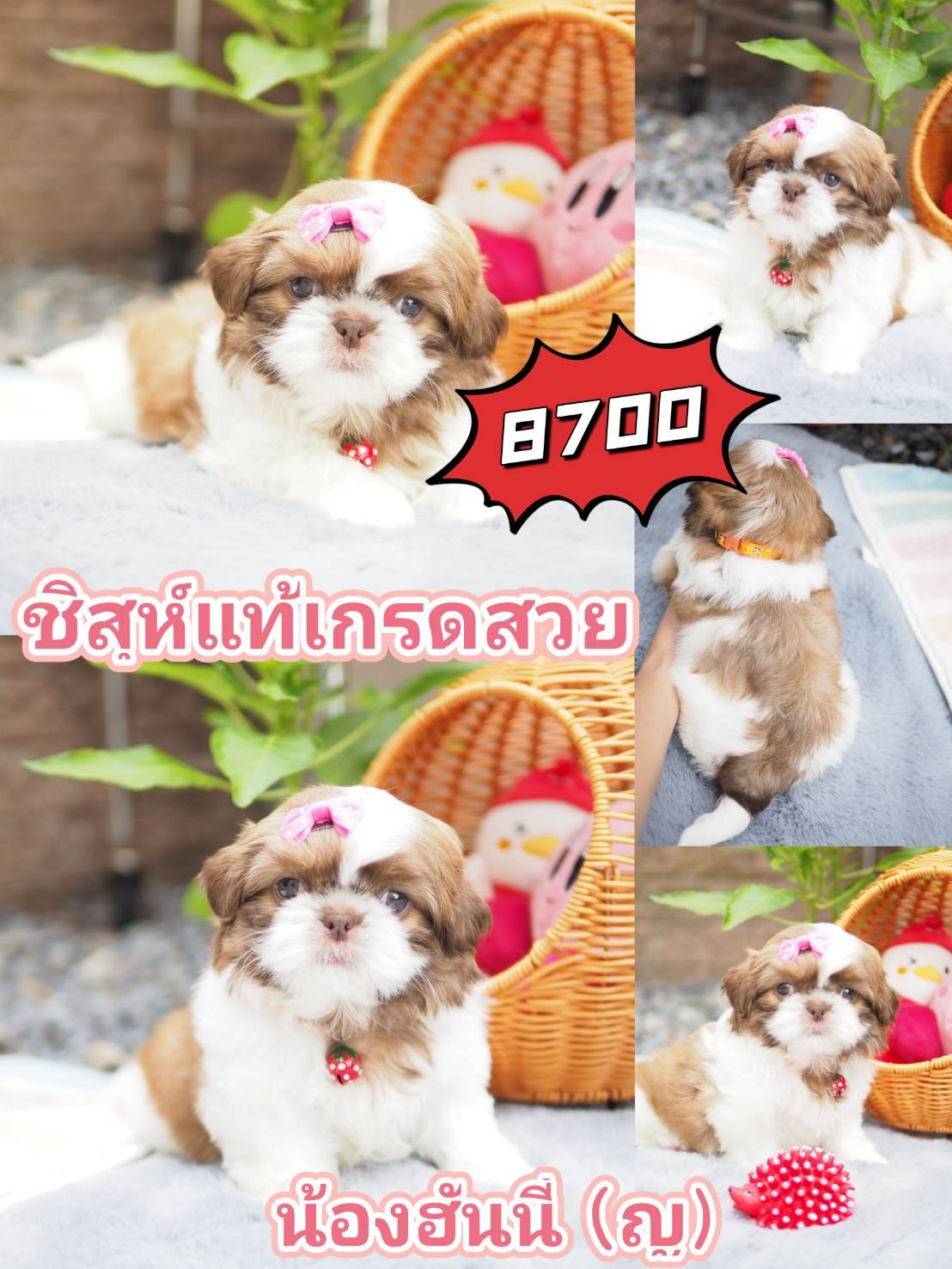 กิ๊ฟซ่า ชิสุ  ลดได้จ้า