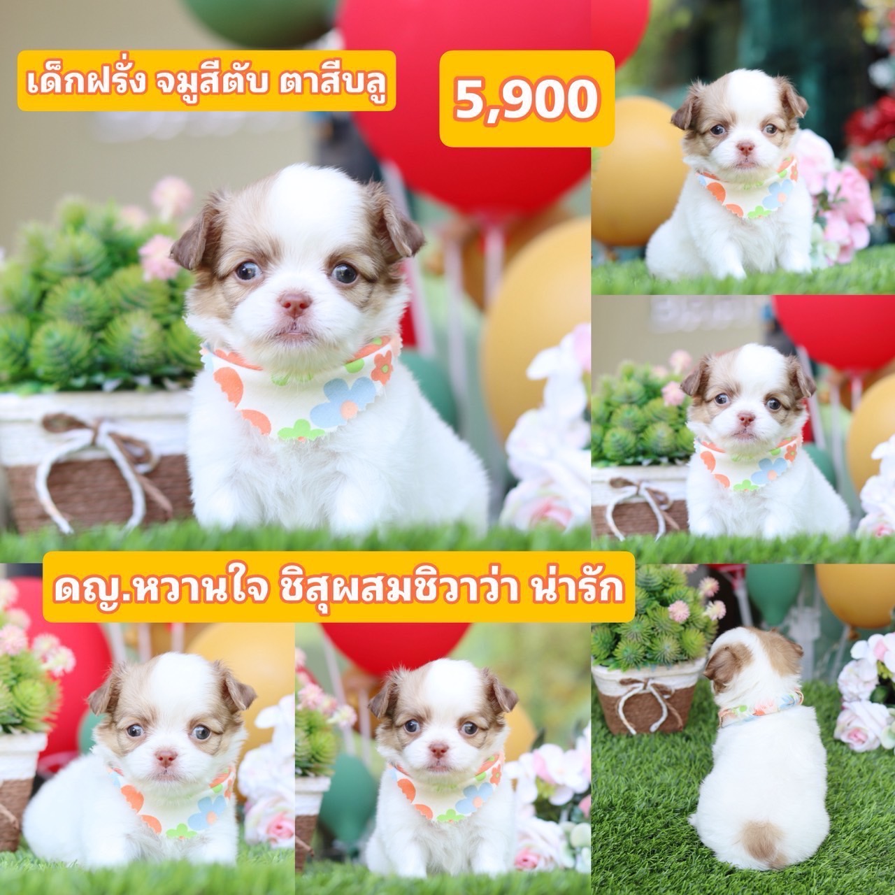 ชิสุผสมชิวาว่า