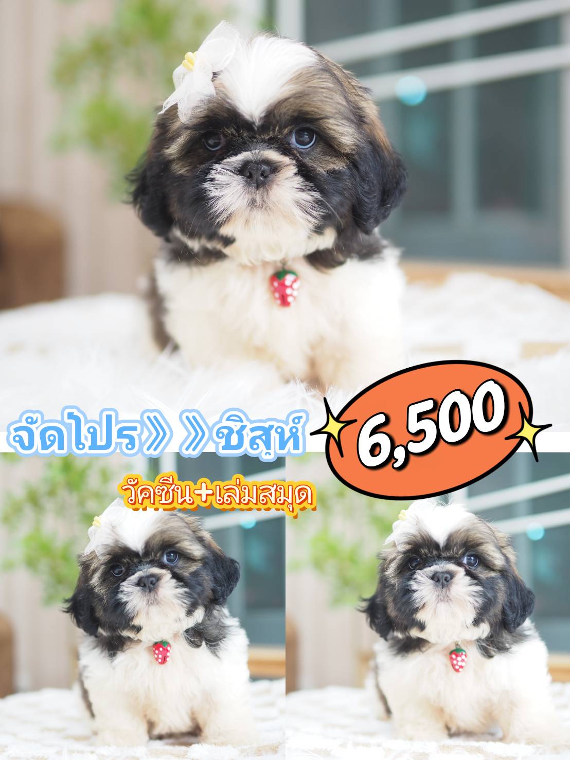 Shihtzu วัคซีน โปร 6500