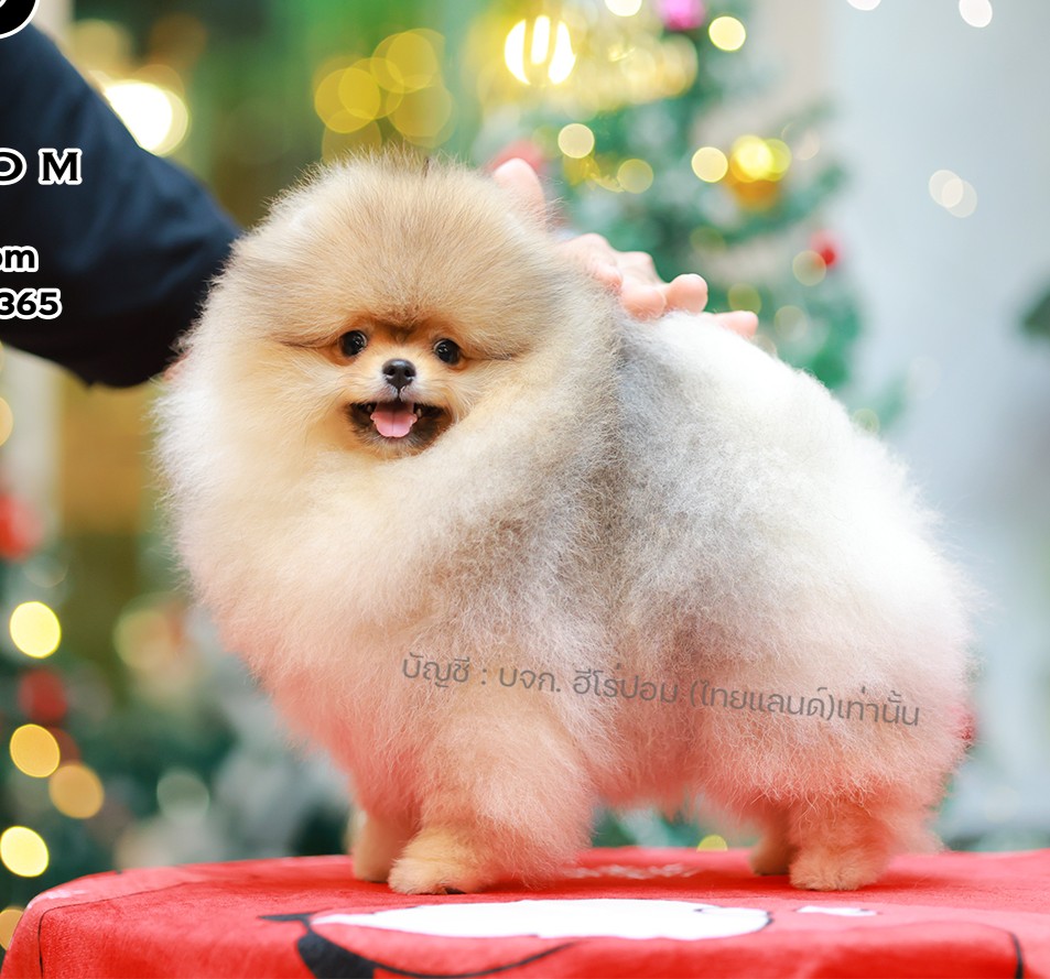 ปอมแท้ ปอมหน้าหมี HRM-89138 เพศชาย สีส้ม ตัวจิ๋วตัวเล็ก แก้มอ้วน น่าฟัดมาก ๆ ตอน...