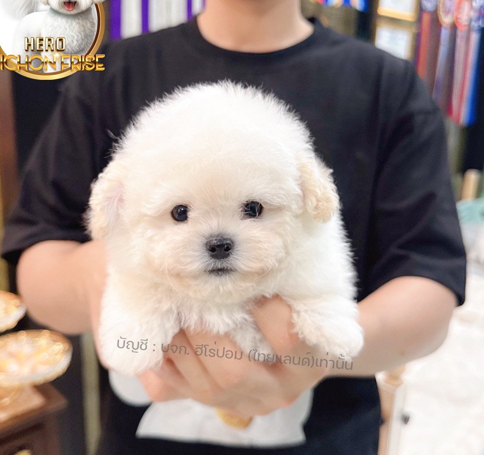 มินิบิชอง ฟริเซ่ รหัสสุนัข BCM-10402 สายพันธุ์มินิบิชอง เพศชาย สีขาว น้องร่าเริง...
