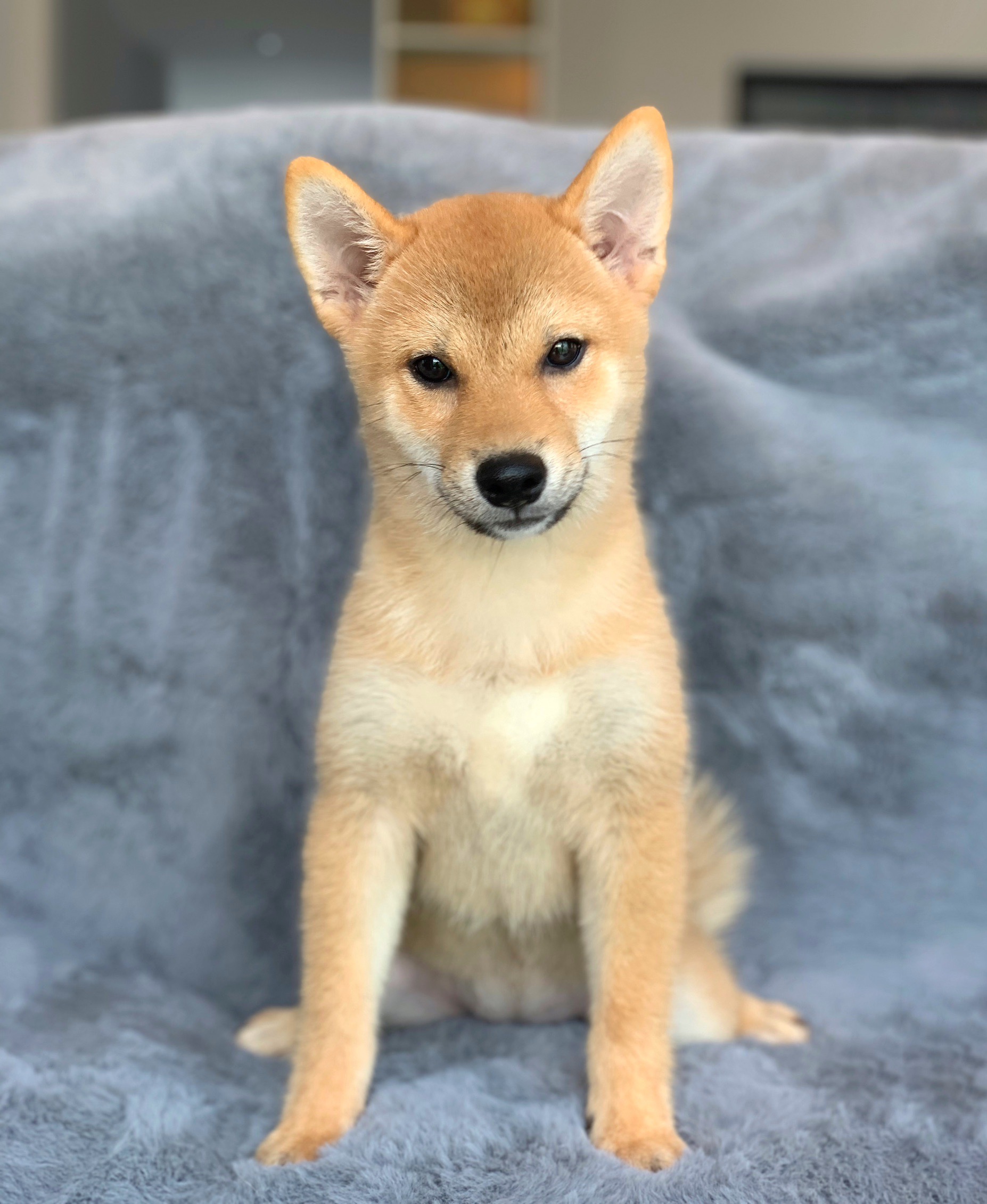 ชิบะ เพศเมีย ลูกแชมป์ Shiba Girl1