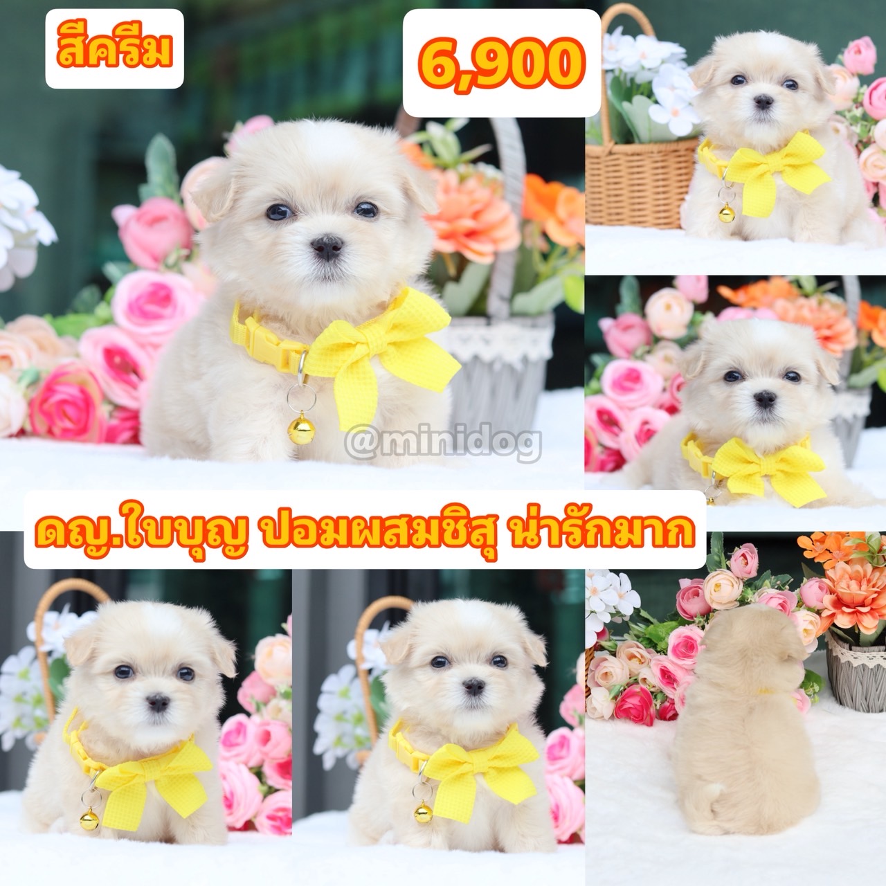 ชิสุผสมปอม