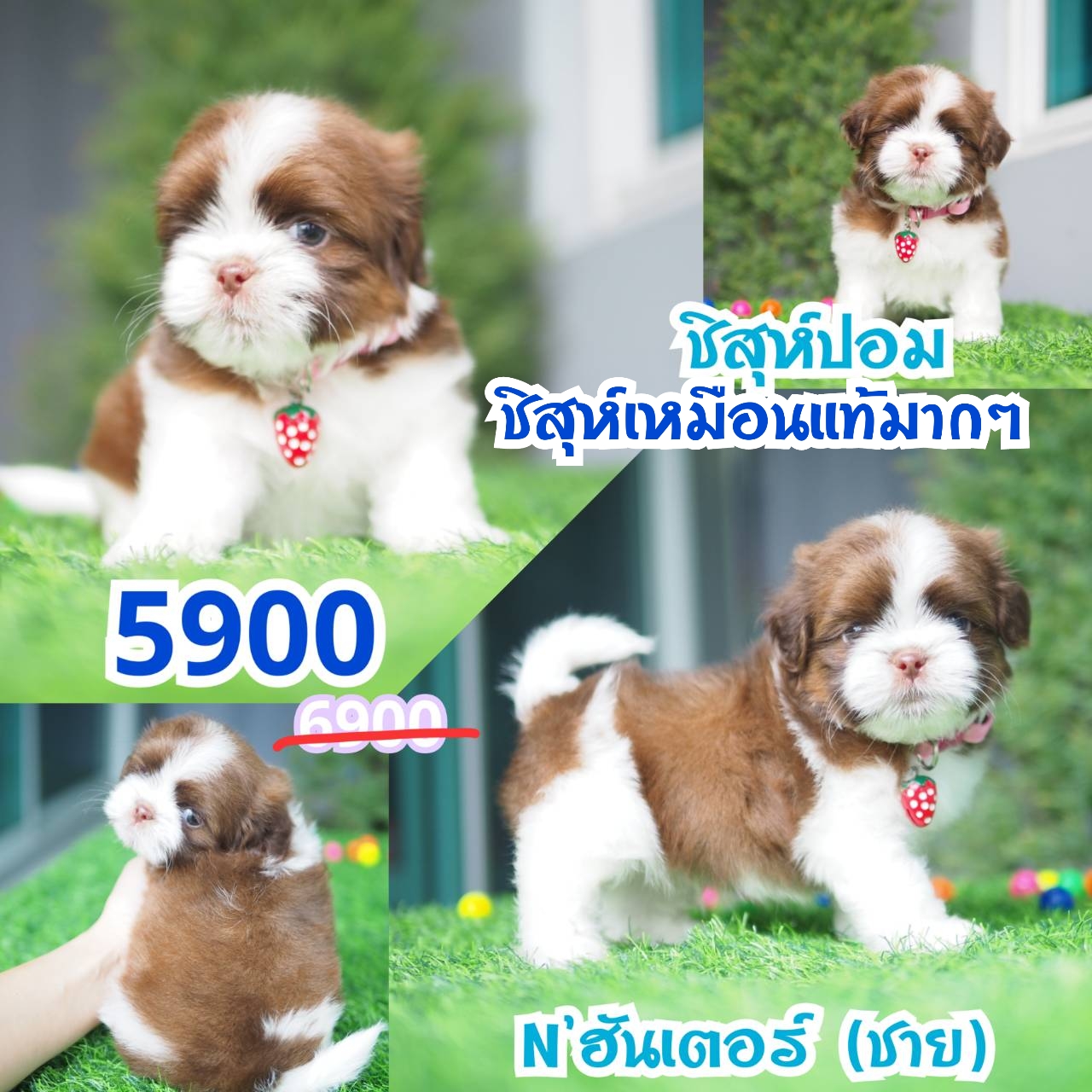กิ๊ฟซ่าชิสุ