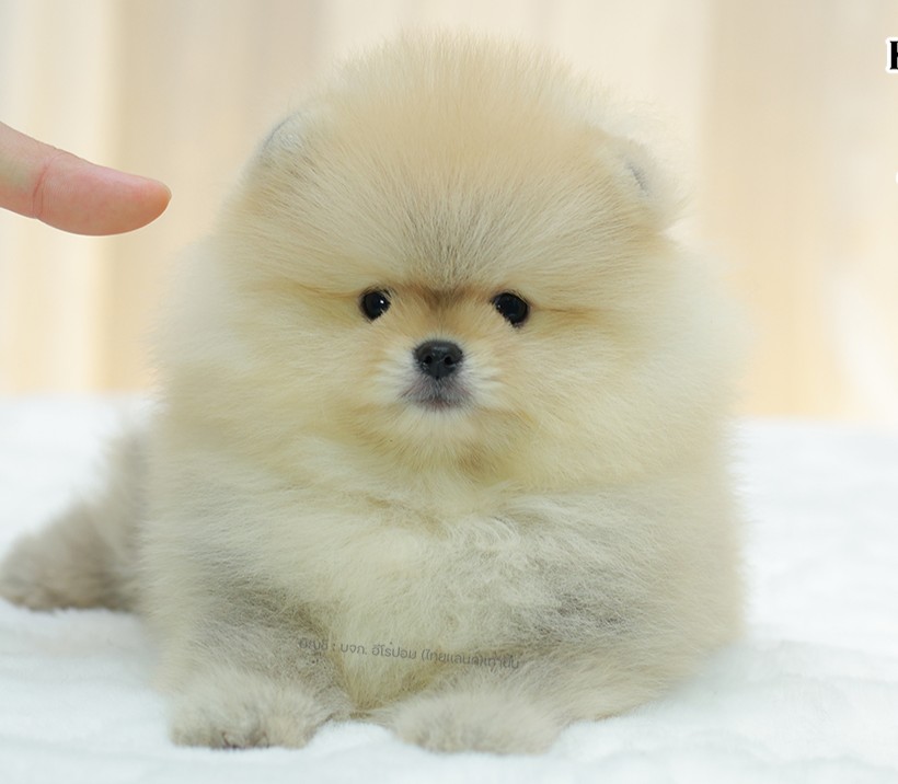 ปอมแท้ ปอมหน้าหมี HRM-10382 เพศชาย สีส้ม ตัวจิ๋วตัวเล็ก แก้มอ้วน น่าฟัดมาก ๆ ตอน...