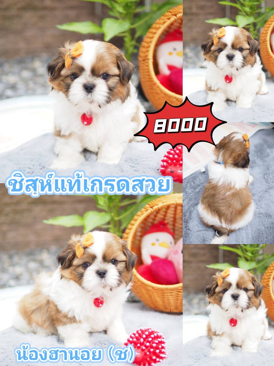 กิ๊ฟซ่า ชิสุ  ลดได้จ้า