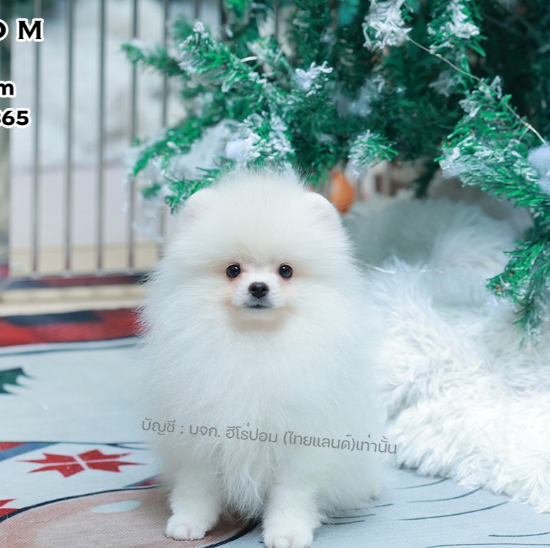 ปอมแท้ ปอมหน้าหมี HRM-10470 เพศชาย สีขาว ตัวจิ๋วตัวเล็ก แก้มอ้วน น่าฟัดมาก ๆ ตอน...