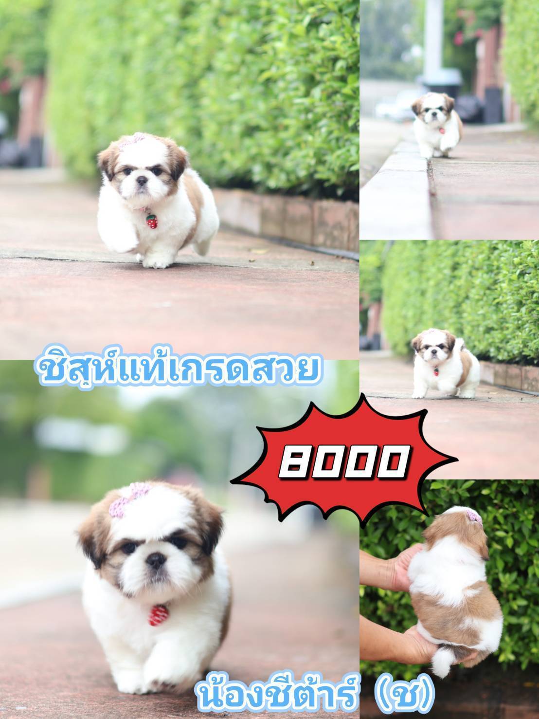 ชิสุห์ กิ๊ฟซ่า
