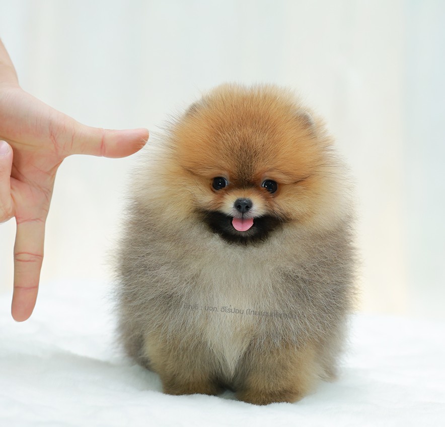 ปอมแท้ ปอมหน้าหมี HRM-10789 เพศชาย สีส้ม ตัวจิ๋วตัวเล็ก แก้มอ้วน น่าฟัดมาก ๆ ตอน...