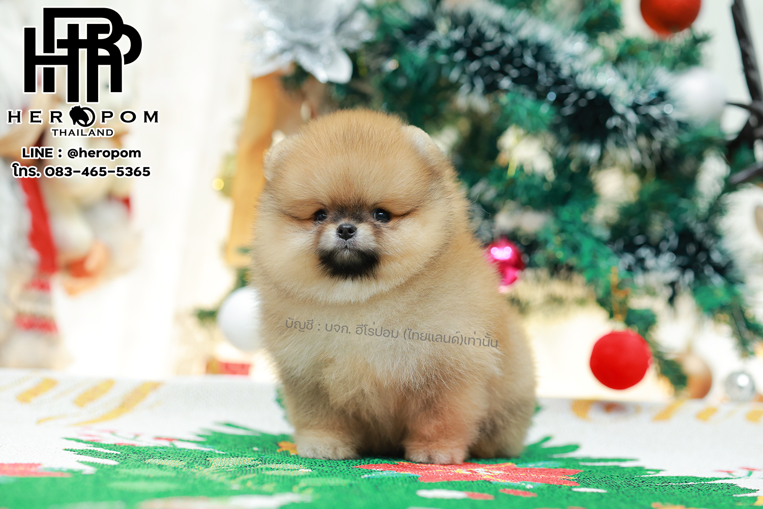 ปอมแท้ ปอมหน้าหมี HRM-10998 เพศชาย สีส้ม ตัวจิ๋วตัวเล็ก แก้มอ้วน น่าฟัดมาก ๆ ตอน...