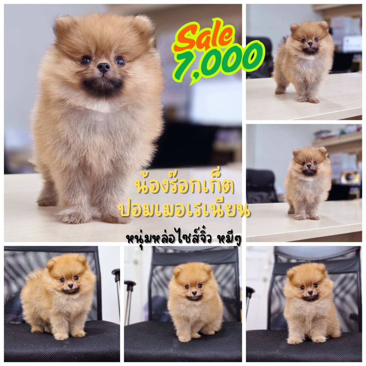 ปอมเมอเรเนียนแท้ เพศผู้ สีส้ม ตัวเล็ก มีบริการส่ง