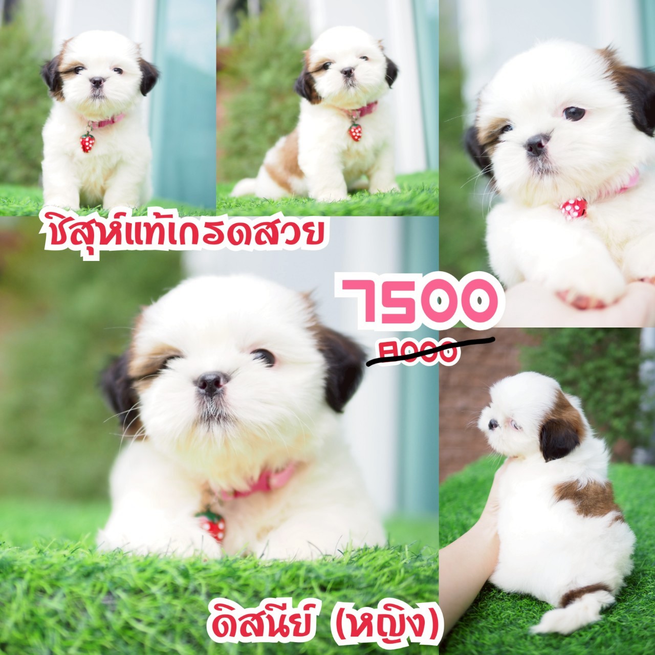 ชิสุแท้ กิ๊ฟซ่า