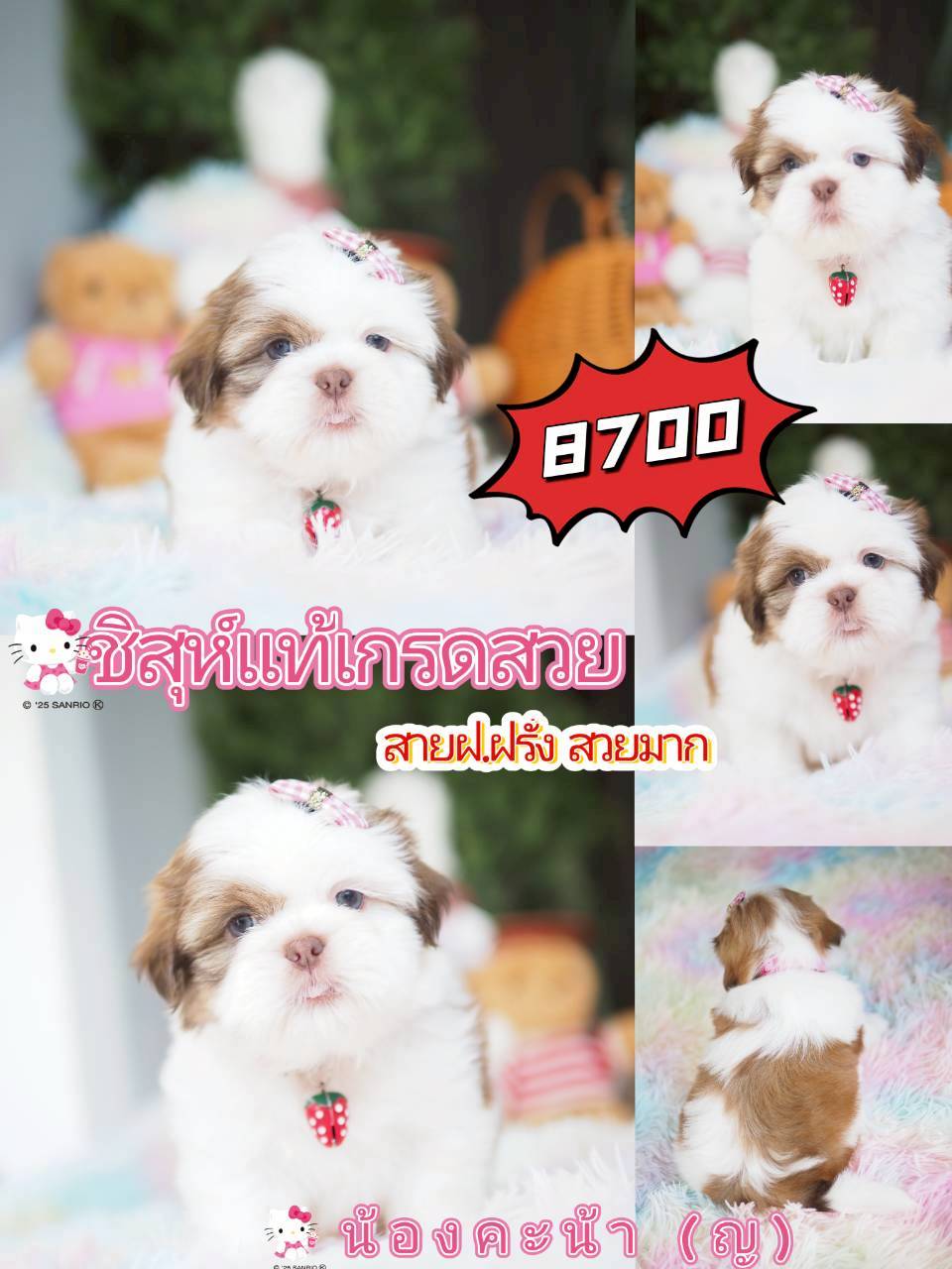 Kibzaa ชิสุห์ พร้อมส่วนลด