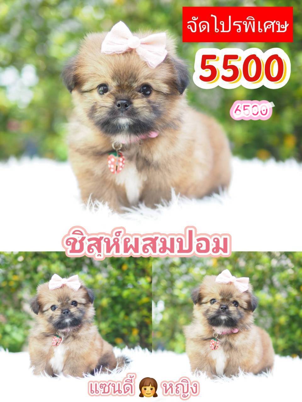 กิ๊ฟซ่า จัดโปร