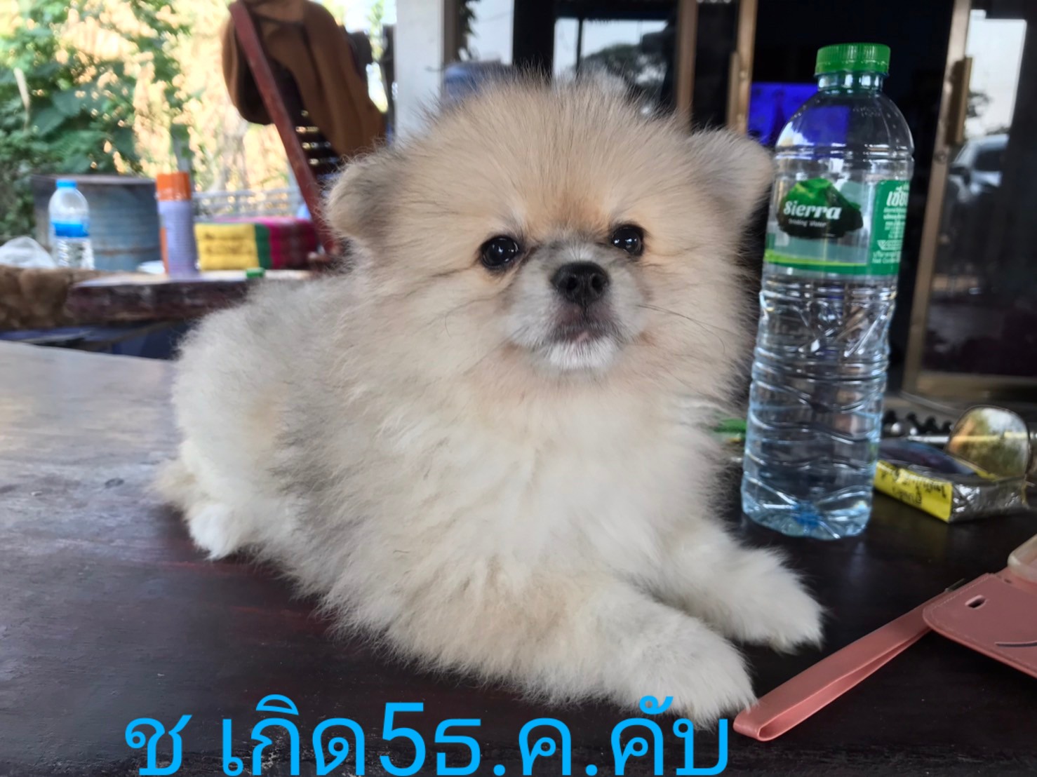 น้องปอมเมริเนี่ยน อายุ2เดือน ชาย แข็งแรงสุดๆ  โทร0990288666