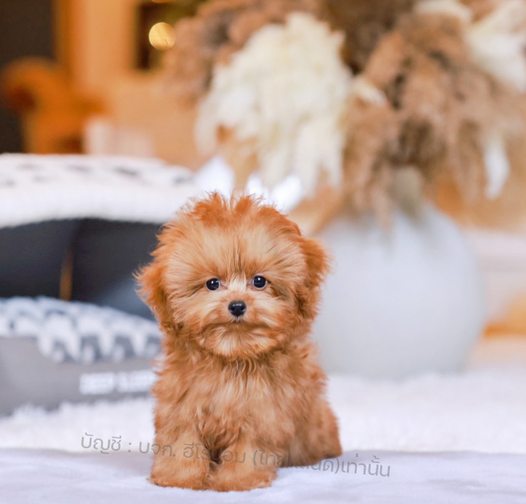 มอลติพู MTP-M-60858 เพศชาย สี Champagne อายุ 2 ปี น่ารัก หัวกลม มีถุงเท้าสีขาว ส...