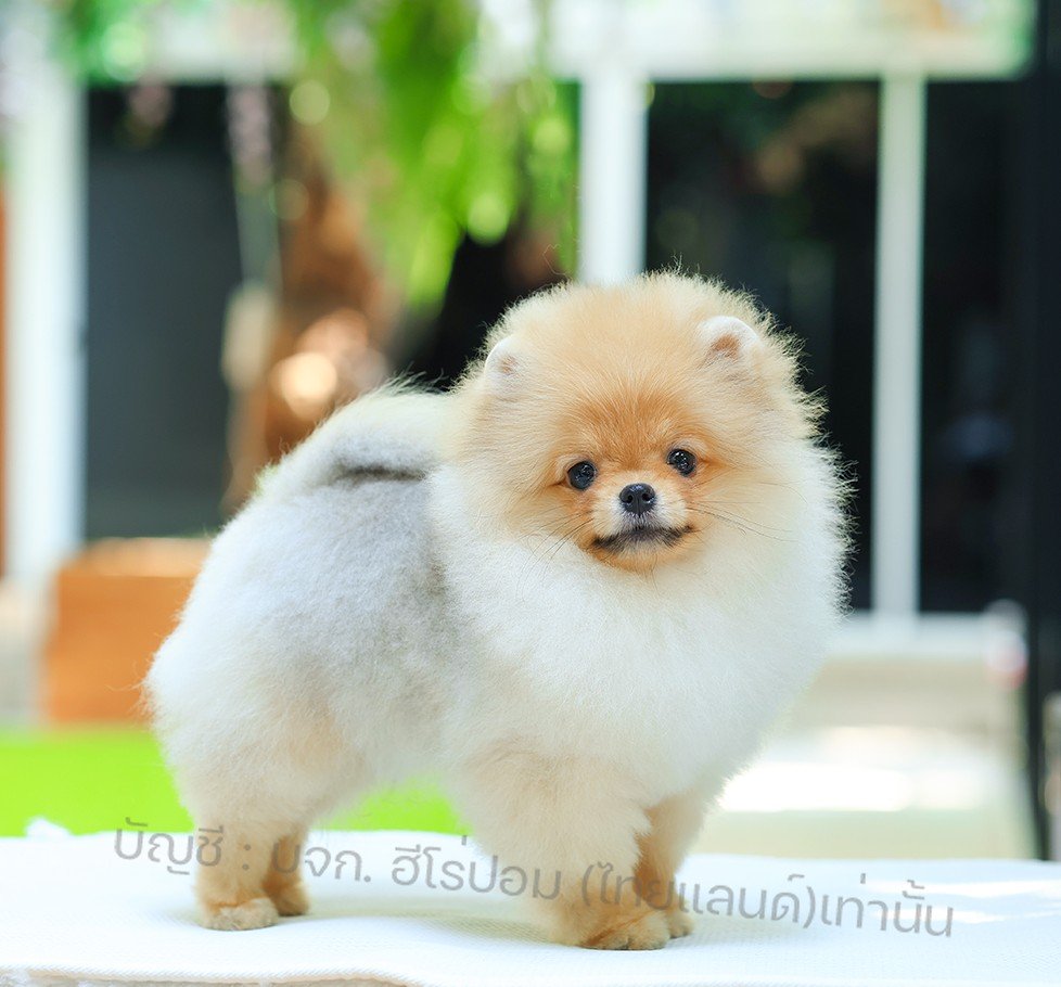 ปอมแท้ ปอมหน้าหมี HRM-10400 เพศชาย สีส้ม อายุ 2 เดือน ขนแน่น ขาใหญ่ กินเก่ง หน้า...