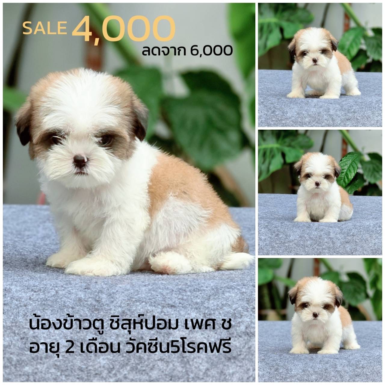 ชิสุผสมปอม พิกัดรามอินทรา