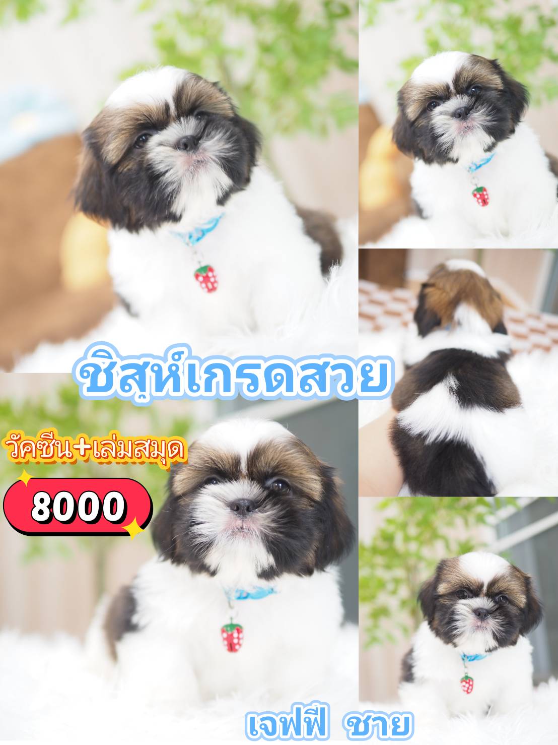 Shihtzu