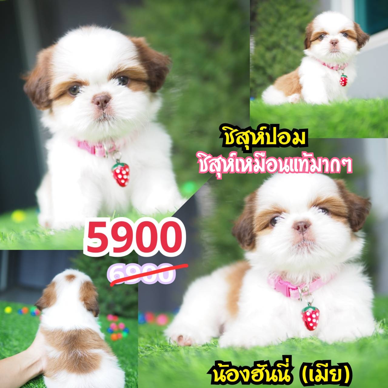 กิ๊ฟซ่า ชิสุ