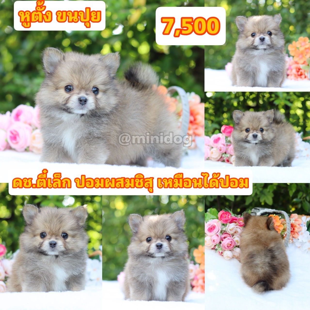ชิสุผสมปอม