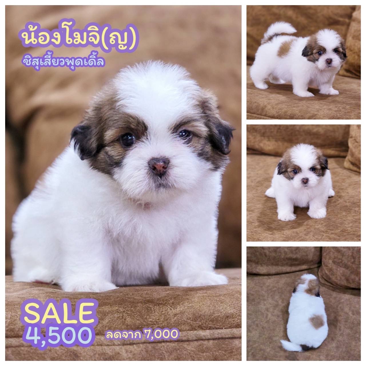ชิสุเสี้ยวพุดเดิ้ล เพศเมีย พร้อมย้ายบ้าน