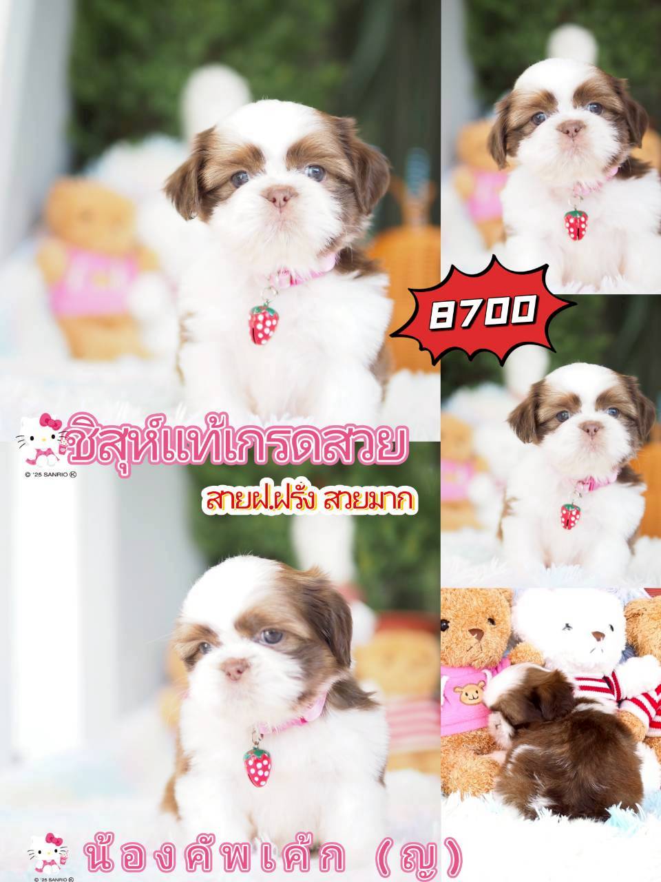 Kibzaa ชิสุห์ พร้อมส่วนลด