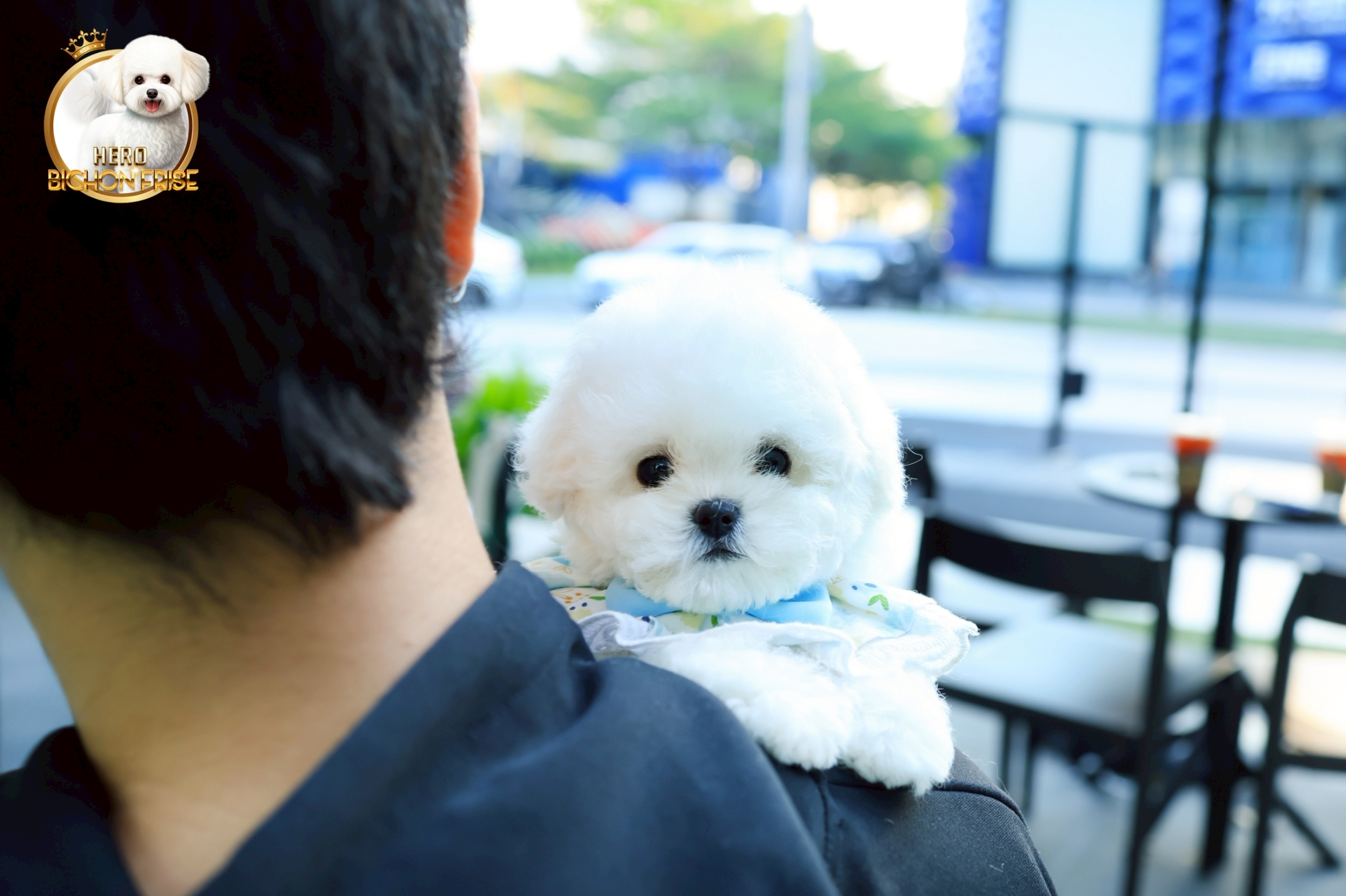 มินิบิชอง BCF-00690 เพศหญิง สีขาว สวยหวานลูกคุณ ตัวเล็ก ขนนุ่ม สายเลือดคุณพ่อคุณ...