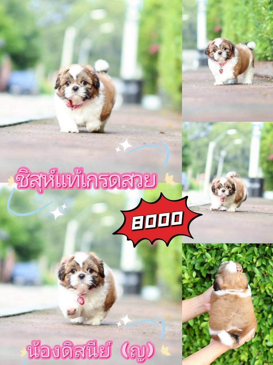 กิ๊ฟซ่า มาแล้ว