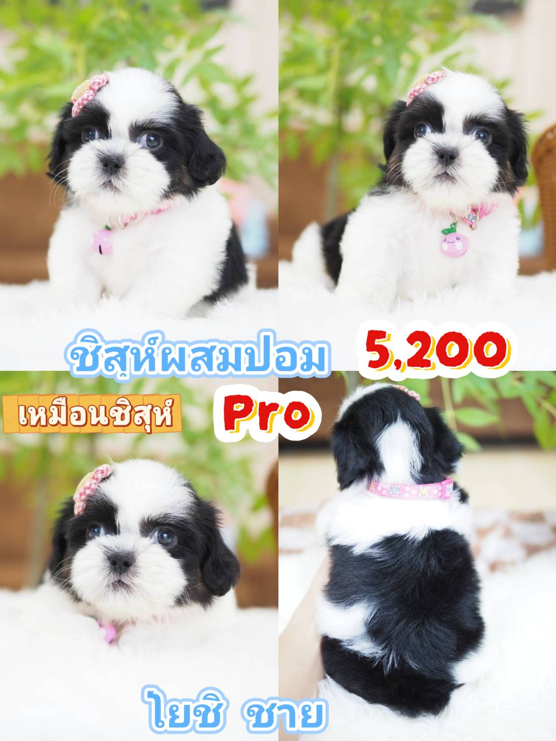 ชิสุปอม
