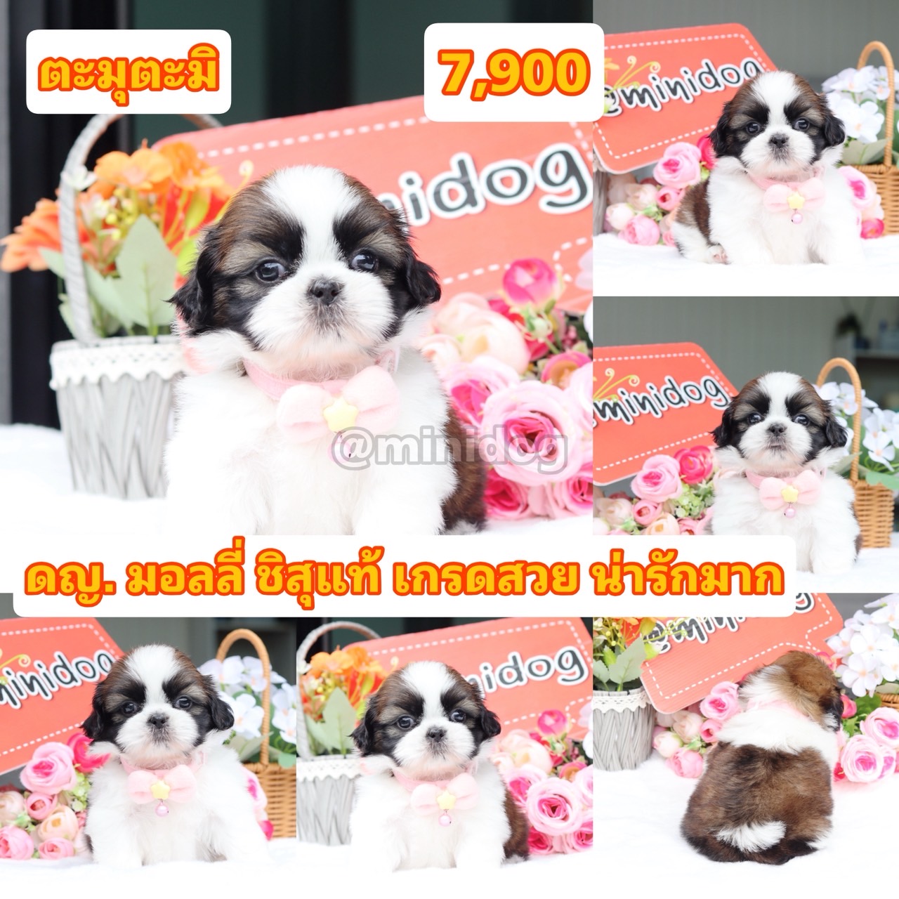 ชิสุแท้เกรดสวย