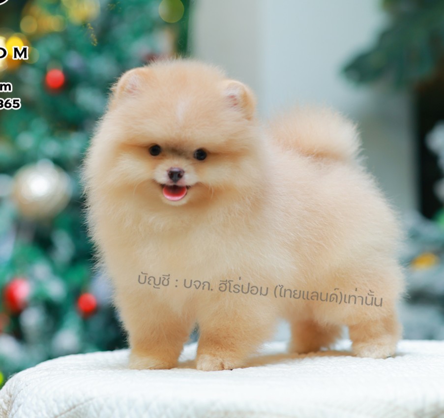 ปอมแท้ ปอมหน้าหมี HRF-01916 เพศหญิง สีส้มครีม ตัวจิ๋วตัวเล็ก แก้มอ้วน น่าฟัดมาก...