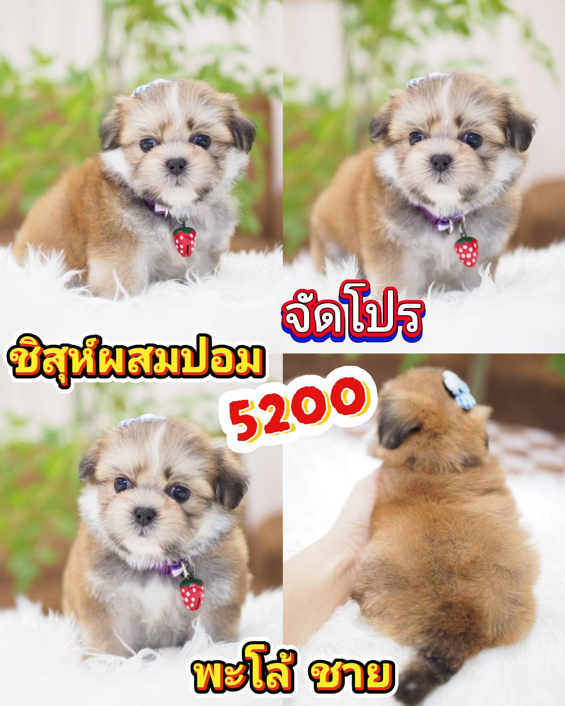 กิ๊ฟซ่า