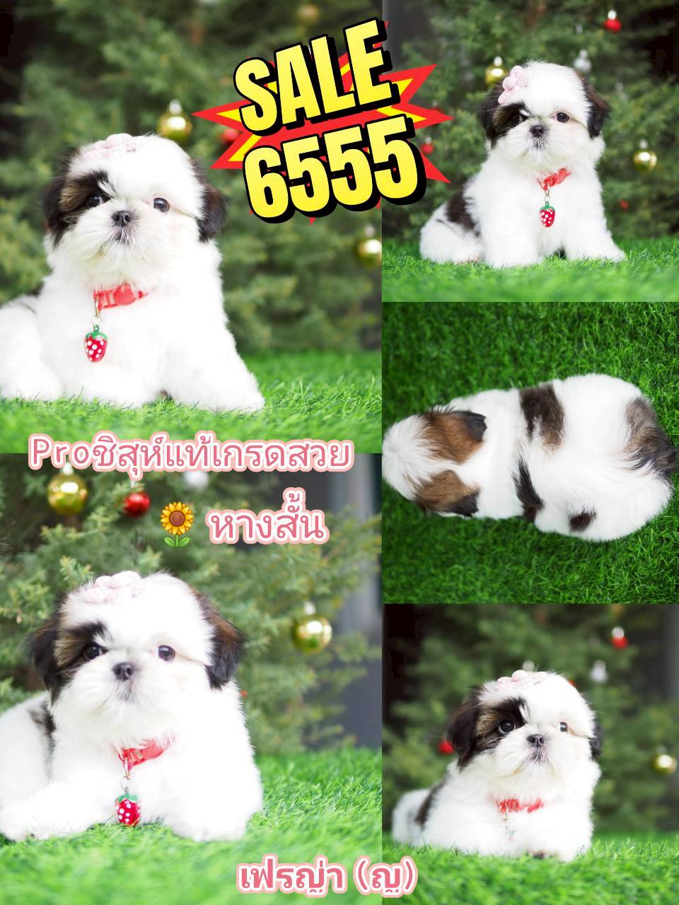 ชิสุแท้