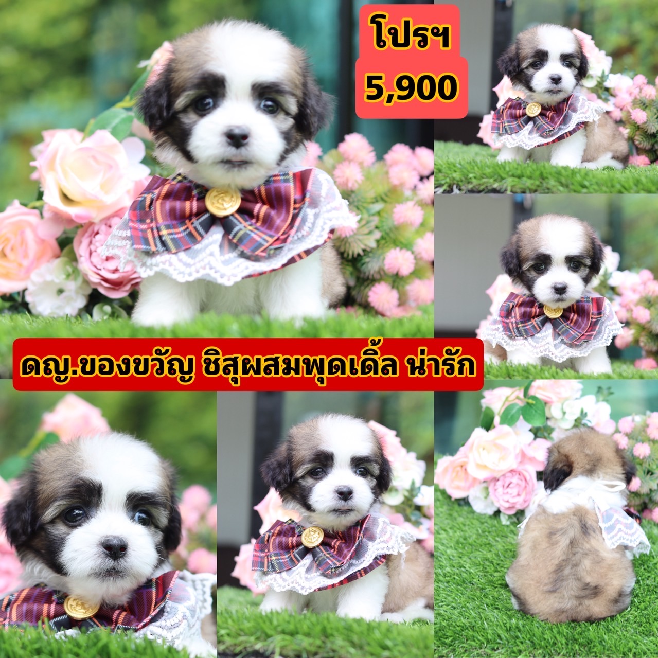 ชิสุผสมพุดเดิ้ล