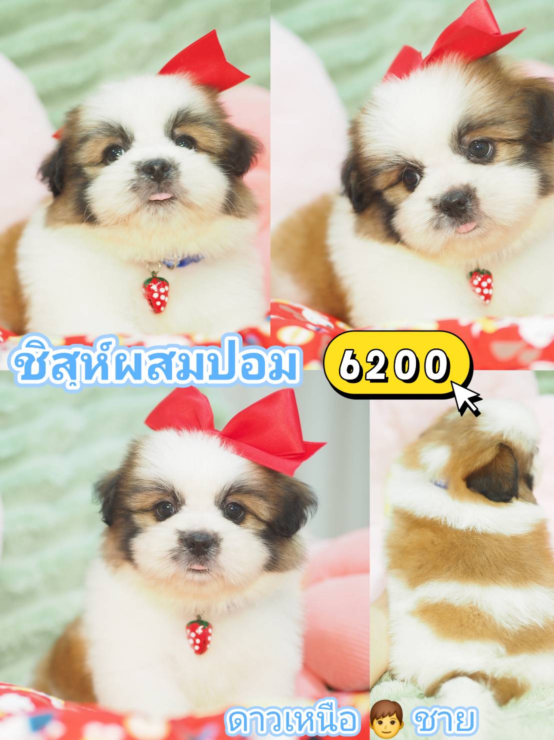 ชิสุผสมปอม