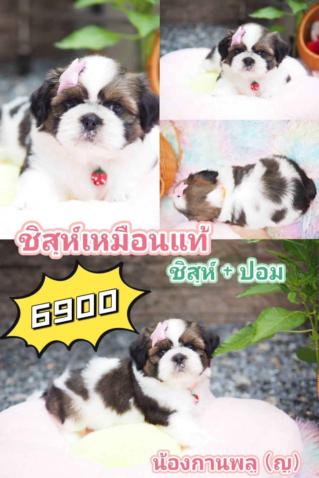 กิ๊ฟซ่า ชิสุ  ลดได้จ้า