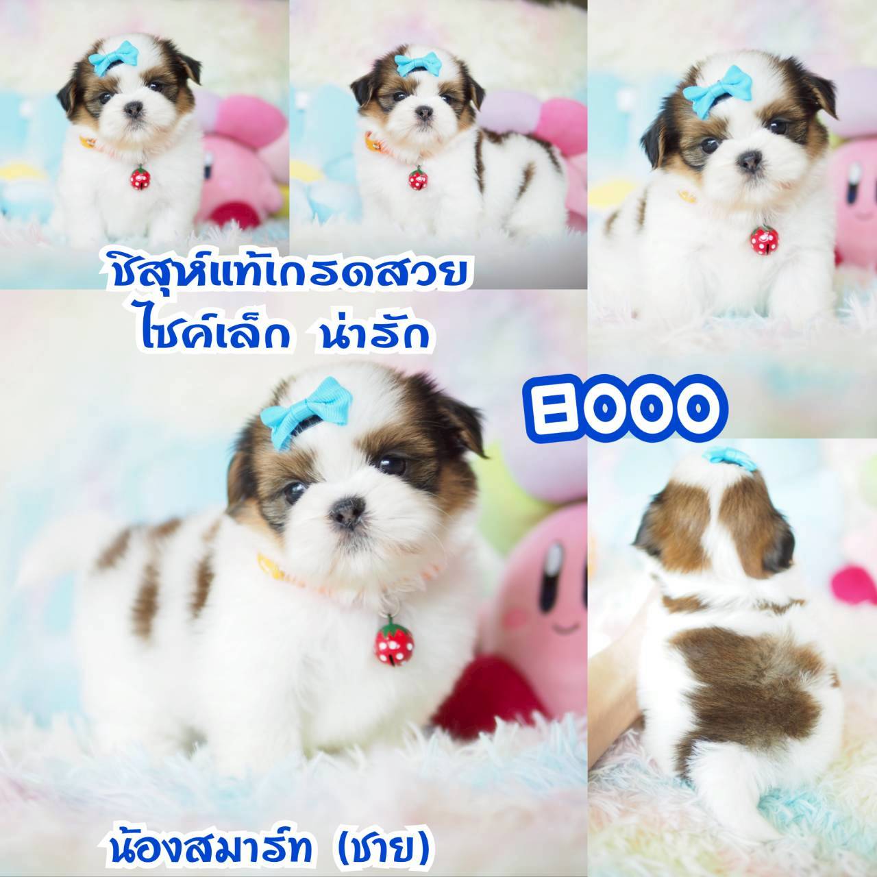 ❤️บ้านกิ๊ฟซ่า ขาสั้นๆ