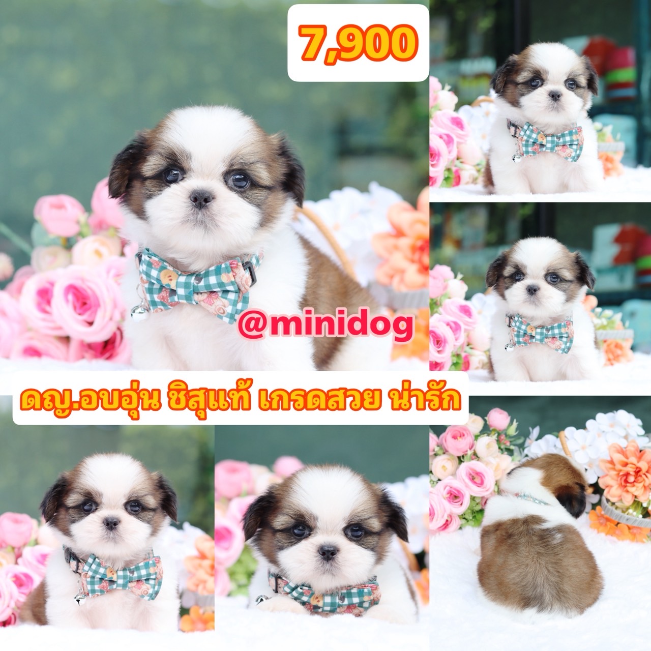 ชิสุแท้เกรดสวย