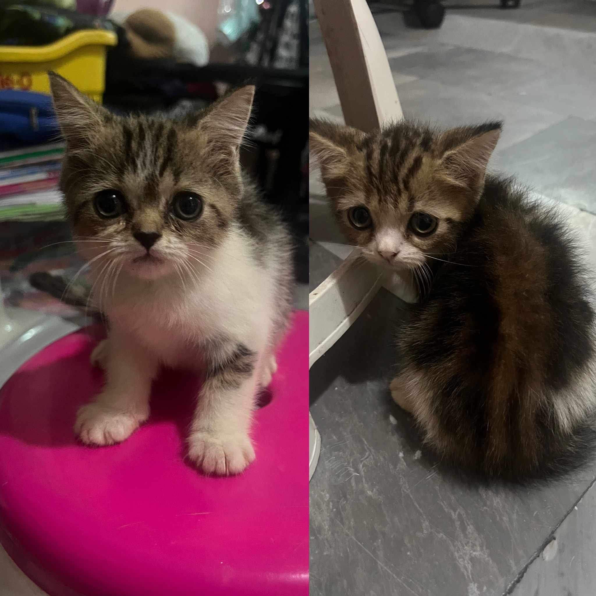 ลูกแมว2เดือน