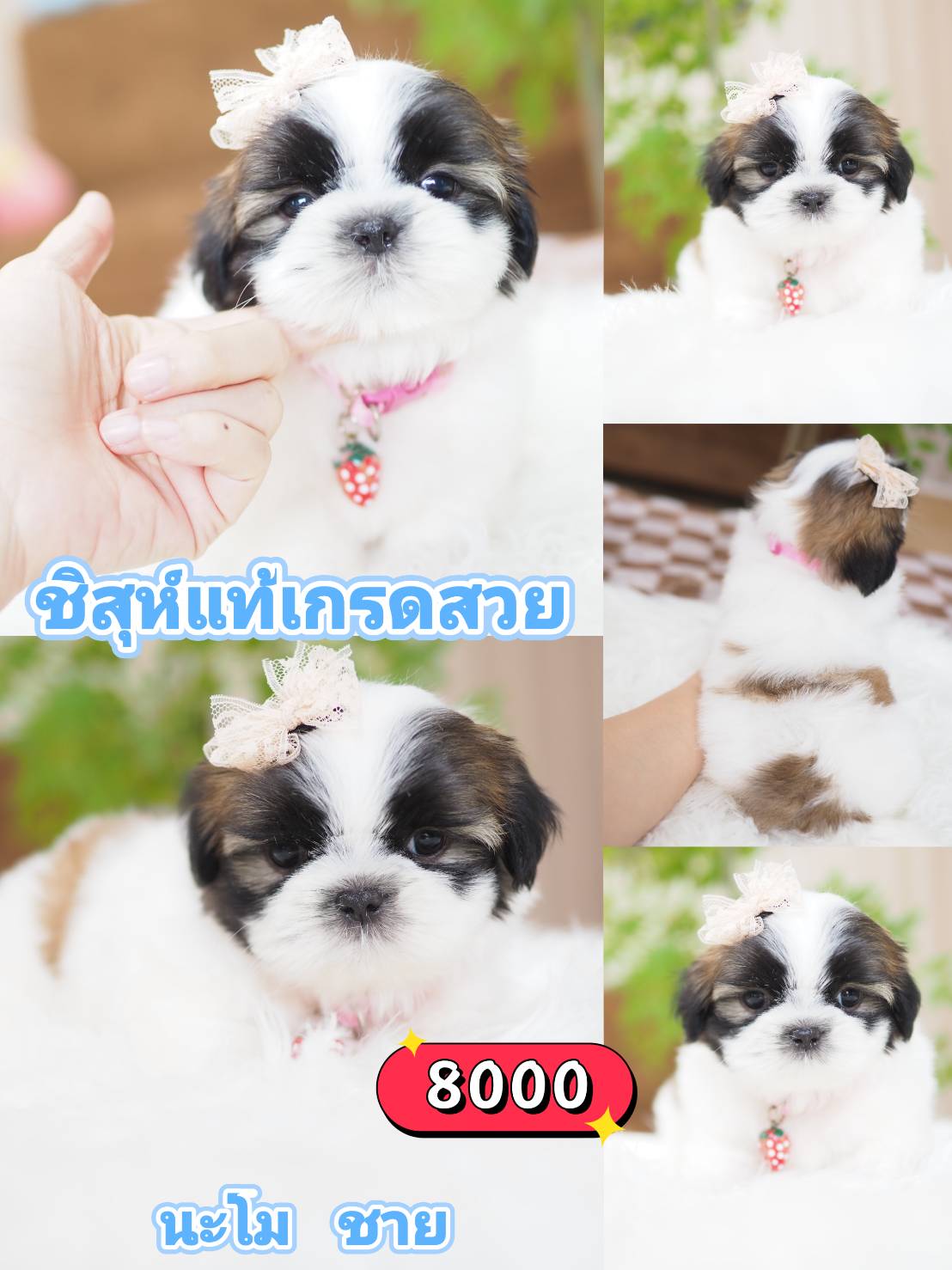 Shihtzu