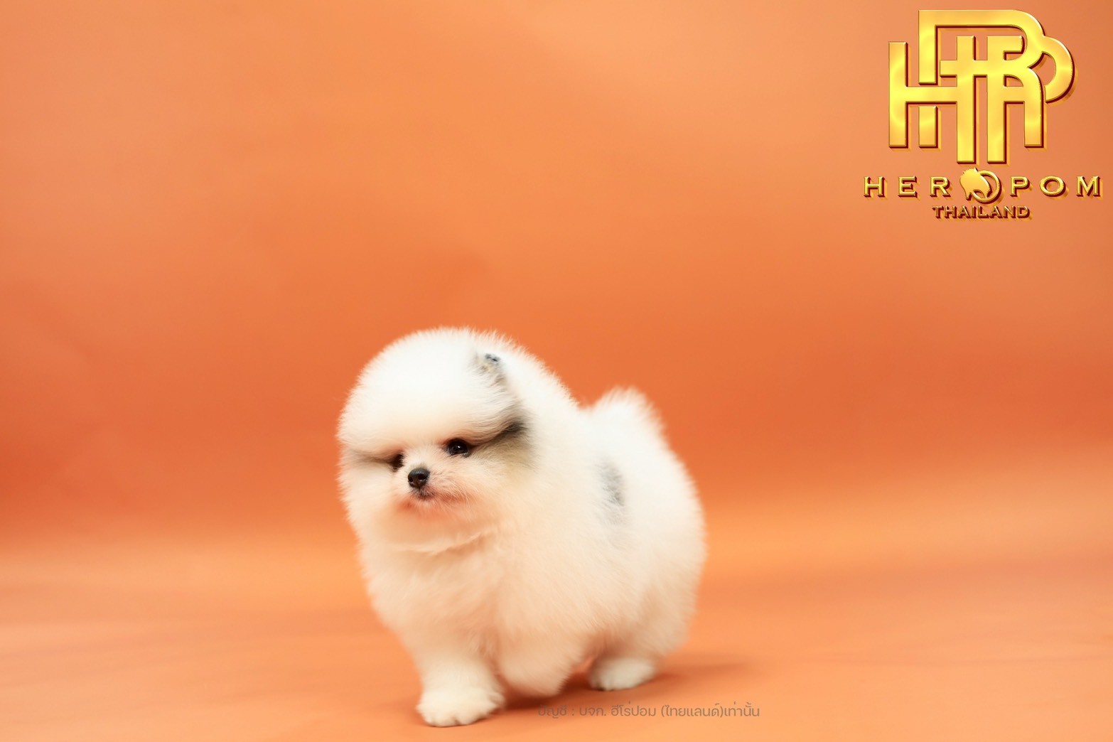 ปอมแท้ ปอมหน้าสั้น HRM-10741 เพศชาย สีปาร์ตี้ น่ารักมาก ๆ ถ่ายรูปแล้วขึ้นกล้องสุ...