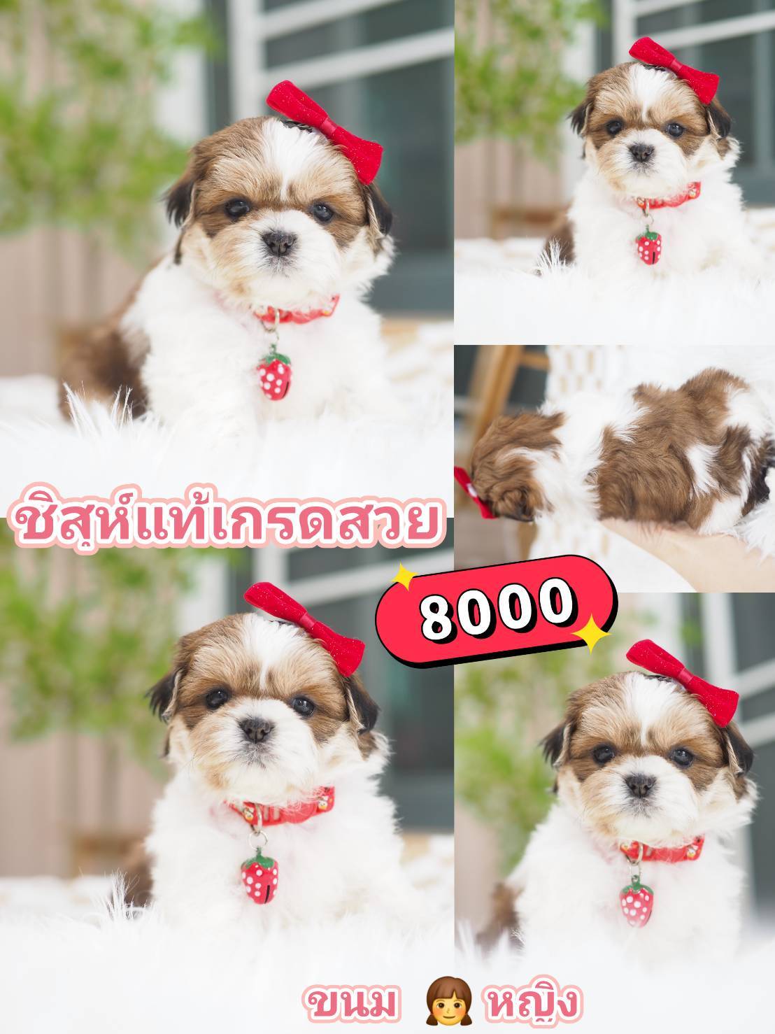 กิ๊ฟซ่าชิสุ ❤️ กทม