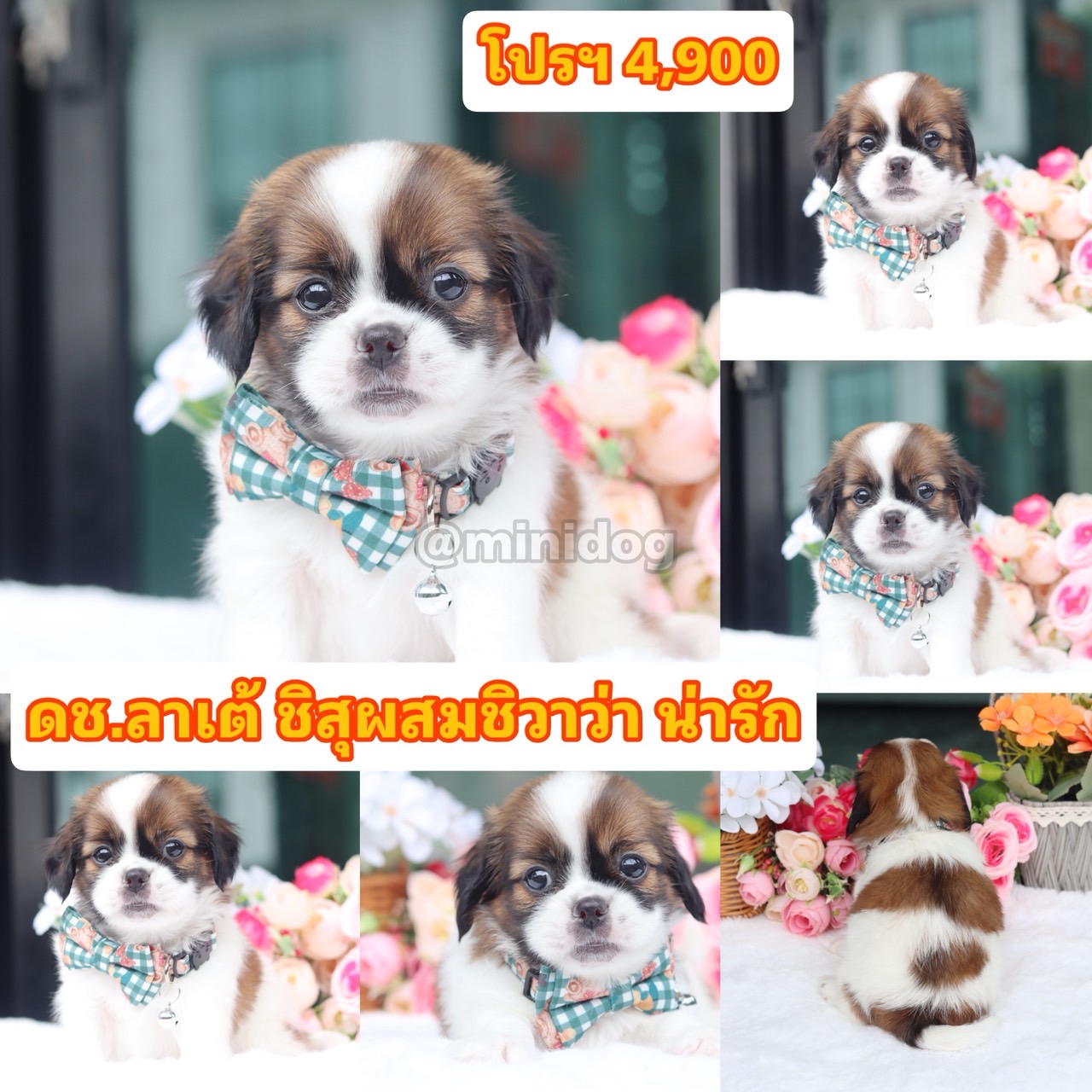 ชิสุผสมชิวาว่า