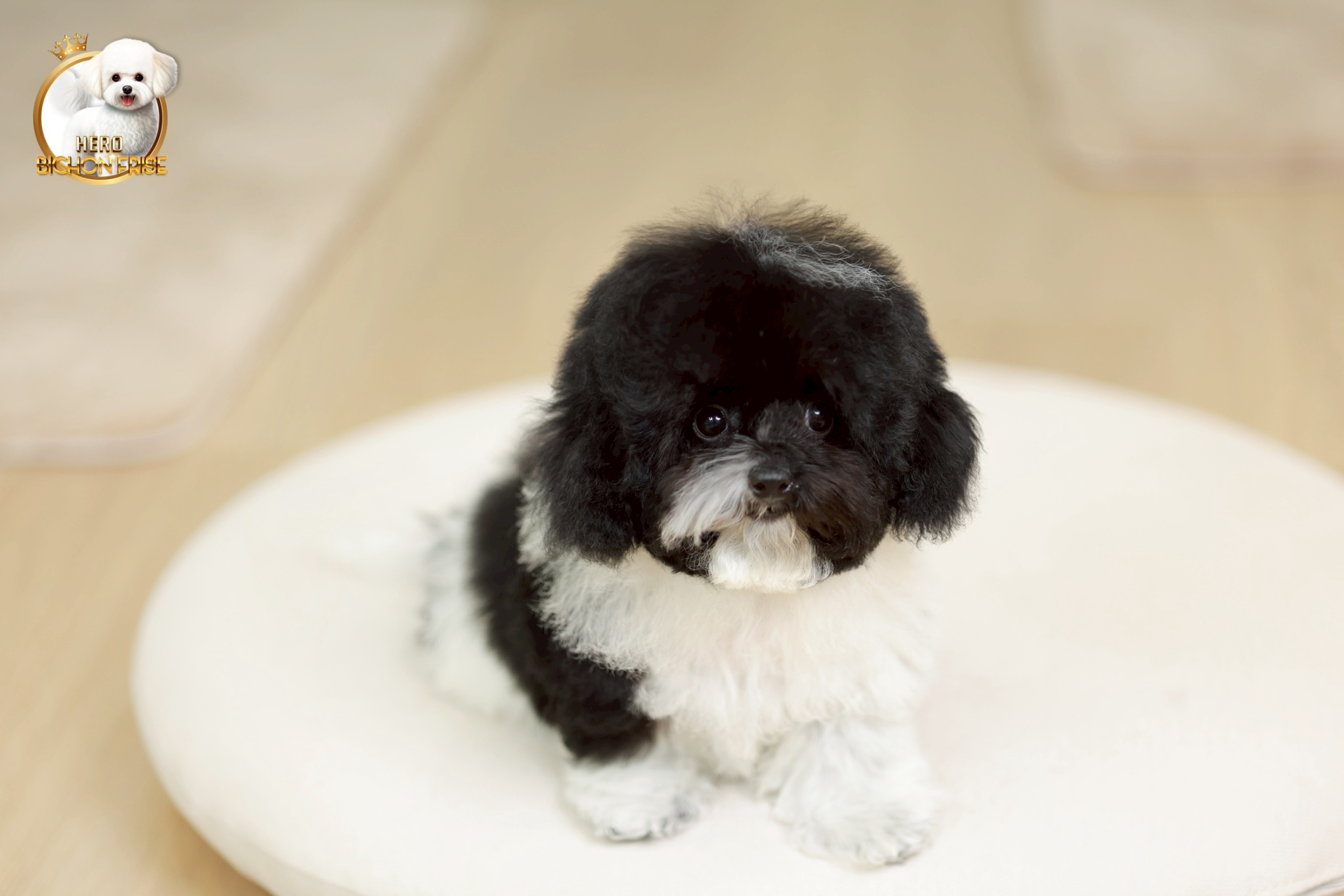 bichonพู BCM-10844 เพศชาย สีขาว-ดำ หน้าตาน่ารัก ขาสั้น ขนแน่นฟู ขี้เล่นมาก ตัวเล...