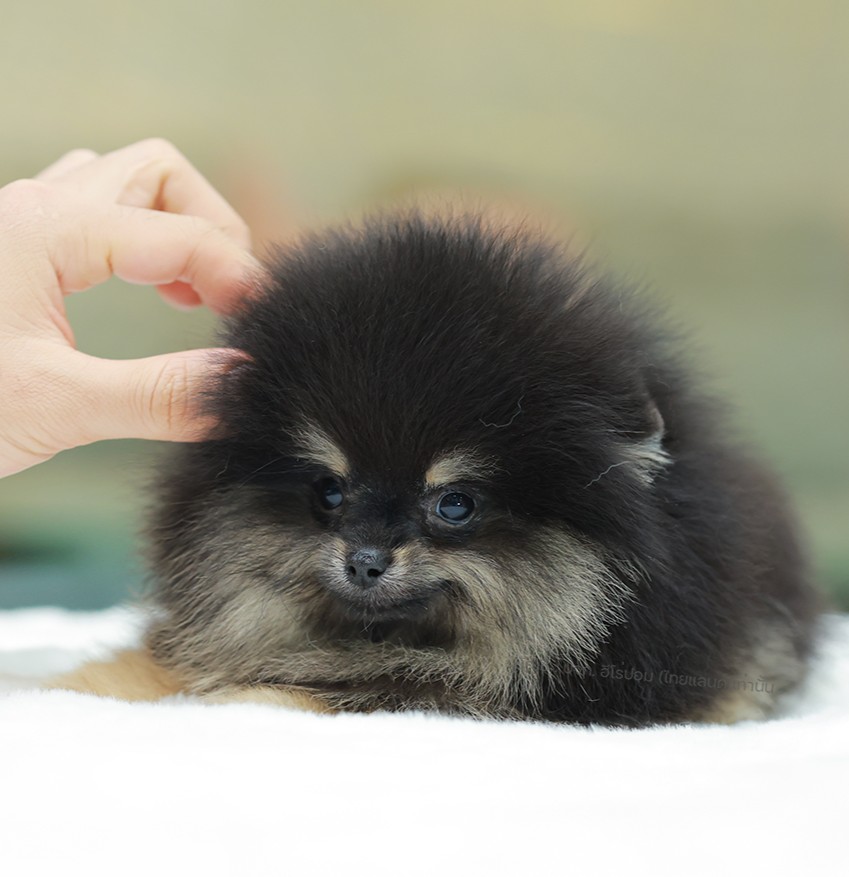 ปอมแท้ ปอมหน้าหมี HRM-10825 เพศชาย สีแบล็คแทน ตัวจิ๋วตัวเล็ก แก้มอ้วน น่าฟัดมาก...